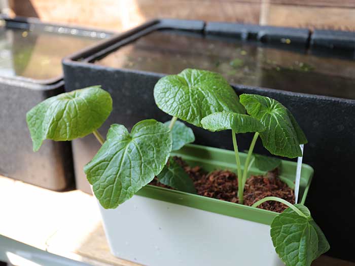 ベランダで沢わさびの植え付け！家庭菜園の水耕栽培で育ててみるよ | まあくんのなんでも体験記。